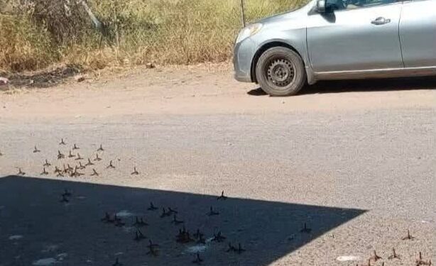 Reportan ponchallantas en Guasave mientras fuerzas federales mantienen despliegue por aire y tierra