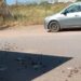 Reportan ponchallantas en Guasave mientras fuerzas federales mantienen despliegue por aire y tierra