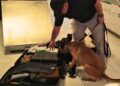 Aseguran tres armas de fuego y 698 cartuchos en aduanas de Chihuahua y Tamaulipas