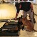 Aseguran tres armas de fuego y 698 cartuchos en aduanas de Chihuahua y Tamaulipas