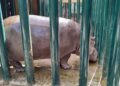 Zoológico de Culiacán informa el fallecimiento de un hipopótamo; esperan resultado de necropsia para determinar las causas