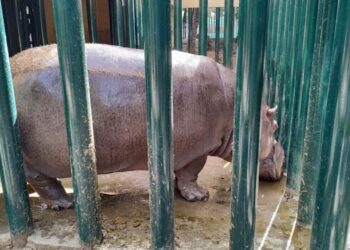 Zoológico de Culiacán informa el fallecimiento de un hipopótamo; esperan resultado de necropsia para determinar las causas