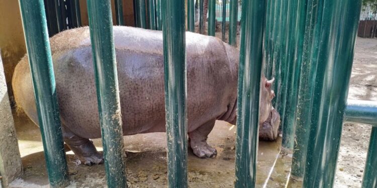 Zoológico de Culiacán informa el fallecimiento de un hipopótamo; esperan resultado de necropsia para determinar las causas