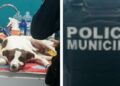 Pinto encontró ayuda en policías de la SSPyTM; en coordinación con Protección Civil lo trasladaron para recibir atención veterinaria