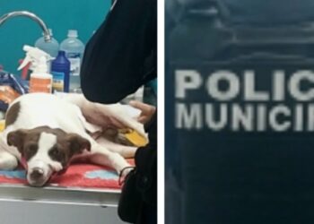 Pinto encontró ayuda en policías de la SSPyTM; en coordinación con Protección Civil lo trasladaron para recibir atención veterinaria