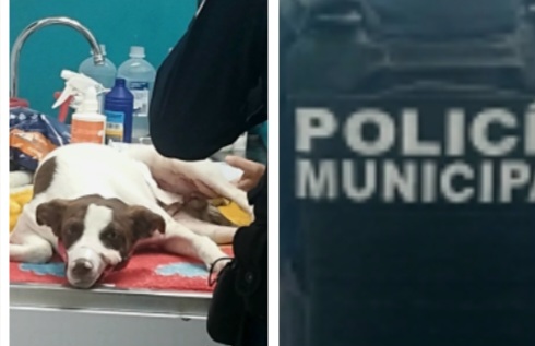 Pinto encontró ayuda en policías de la SSPyTM; en coordinación con Protección Civil lo trasladaron para recibir atención veterinaria
